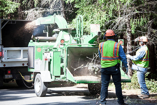 How Our Tree Care Process Works  in  Cortez, CO